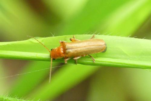 Réf. 230 845 : Cantharis sp.